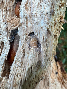 larval tunnels with brown pupae in different stages in the cambium of a dead cherry tree