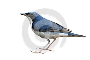 Larvivora cyane or Siberian blue robin in male sex, small passerine bird during Thailand visitting in winter mgration season