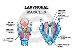 Laryngeal muscles anatomy with medical muscular structure outline diagram