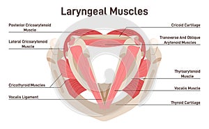 Laryngeal muscles. Anatomy and structure of the internal muscles