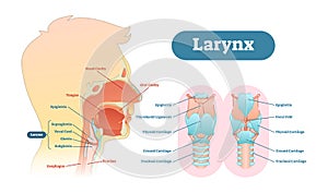 Larynx anatomical vector illustration diagram, educational medical scheme.