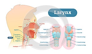 Larynx anatomical vector illustration diagram, educational medical scheme. photo