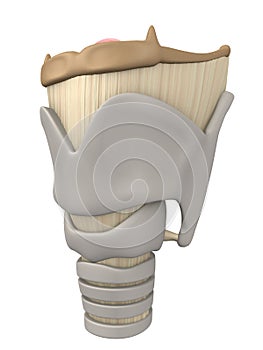 Larynx anatomy photo