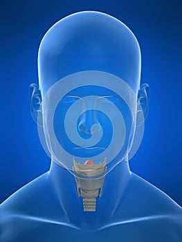 Larynx anatomy photo