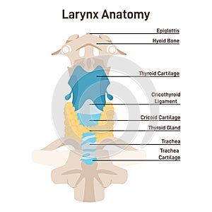 Larynx anatomy. Anterior trachea parts. Cartilaginous skeleton