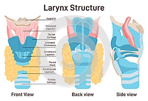 Larynx anatomy. Anterior trachea parts. Cartilaginous skeleton