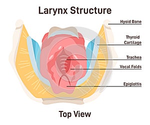 Larynx anatomy. Anterior trachea parts. Cartilaginous skeleton