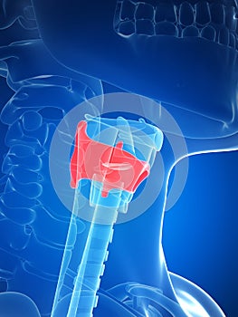 Larynx anatomy - thyroid cartilage