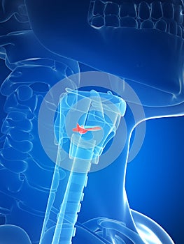 Larynx anatomy - vocal chords