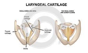 Larynx cartilage, closed and open ligaments, medical illustrations and teaching materials, anatomy, realistic vector photo