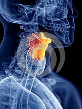 The larynx photo