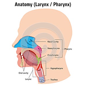 Larynx and internal pharynx anatomy human head, Legend