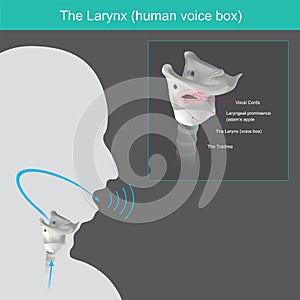 The Larynx. The mechanism for generating the human voice can be subdivided into 3 parts from air in lungs, passed the larynx photo