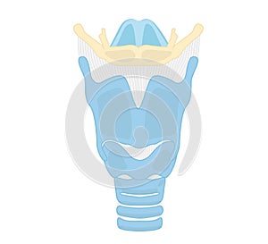 Larynx and sublingual bone illustration photo