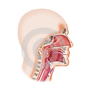 Larynx system