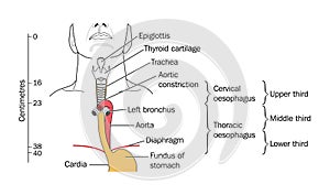 The larynx and trachea photo