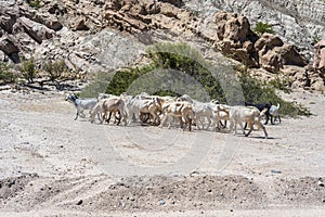 Las Flechas Gorge in Salta, Argentina. photo