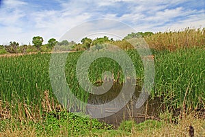 Las Lagunas de Anza Wetlands photo