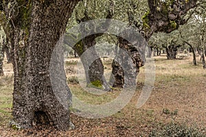 Las Majadas National Park in San Pedro de Ceque in Zamora, place of millenary oaks Spain photo