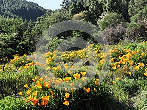 Las Ra­ces recreational area on the Las Lagunetas mountain