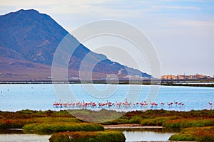 Las Salinas Cabo de Gata Almeria flamingos Spain