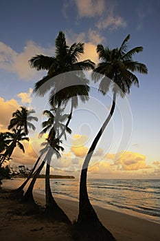 Las Terrenas beach at sunset, Samana peninsula photo