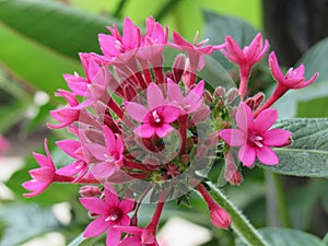 Lascivious pink summer flower up close photo