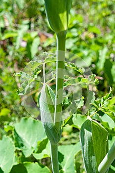 Laserpitium latifolium, broad-leaved sermountain, distended leaf sheath, Poland