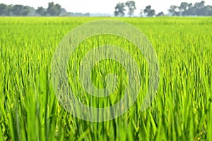 Lash green paddy field with nature background