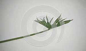 A Lasia leaf & x28;Kohila dalu& x29;