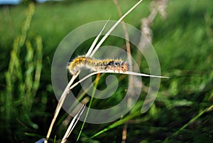 Lasiocampa trifolii grass eggar fuzzy tiger colored caterpillar crawling on gray grass, soft blurry green grass