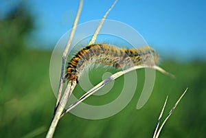 Lasiocampa trifolii grass eggar fuzzy tiger colored caterpillar crawling on gray grass with two black ants on it`s tail