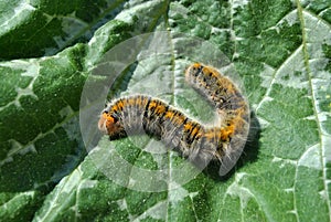 Lasiocampa trifolii grass eggar fuzzy tiger colored caterpillar crawling on spotted green leaf close up macro detail