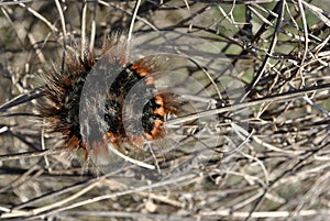 Lasiocampidae caterpillar laying on the branch photo