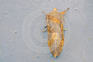 Lasiocampidae moth