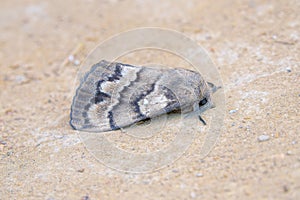 lasiocampidae moth photo