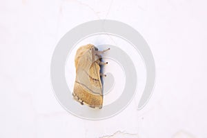 Lasiocampidae moth photo