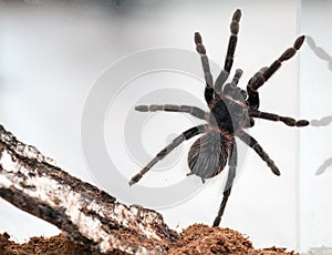 Lasiodora parahybana photo