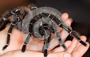 Lasiodora parahybana photo