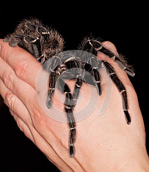 Lasiodora parahybana