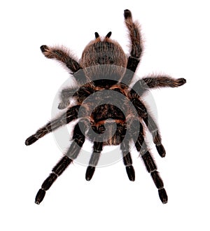 Lasiodora parahybana