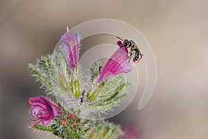 Lasioglossum bee collecting on echium creticum plant in the Gaianes lagoon photo