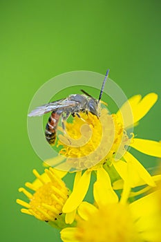 lasioglossum calceatum, a Palearctic species of sweat bee, pollinating