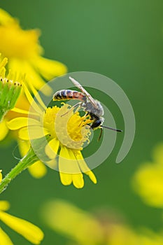 lasioglossum calceatum, a Palearctic species of sweat bee, pollinating