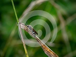 Lasioglossum japonicum sweat bee in a Japanese forest 3