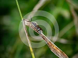 Lasioglossum japonicum sweat bee in a Japanese forest 4
