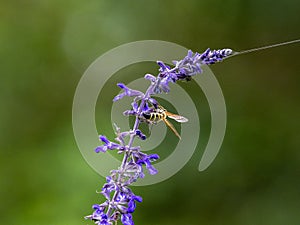 Lasioglossum japonicum sweat bee on sage flowers 1