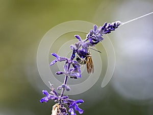 Lasioglossum japonicum sweat bee on sage flowers 2