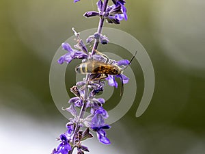 Lasioglossum japonicum sweat bee on sage flowers 3