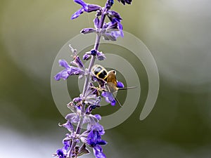 Lasioglossum japonicum sweat bee on sage flowers 4